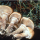 A. gallica sprouting as honey mushrooms on the forest floor.